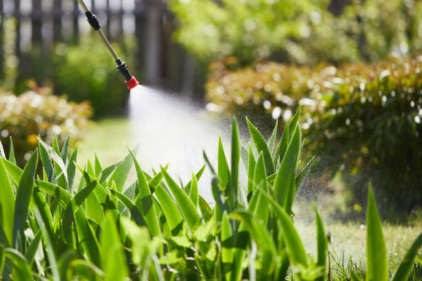 24/7 Emergency Termite Control experts in North Shore, CA